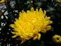 Chrysanthemum morifolium (2).JPG
