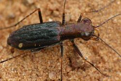 Cicindela dasiodes 3.jpg