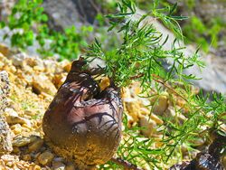 Cissus tuberosa rocky slope.jpg