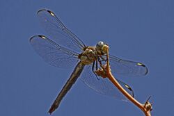 Comanche Skimmer - Libellula comanche, Bitter Lakes National Wildlife Refuge, Roswell, New Mexico - 7300107892.jpg