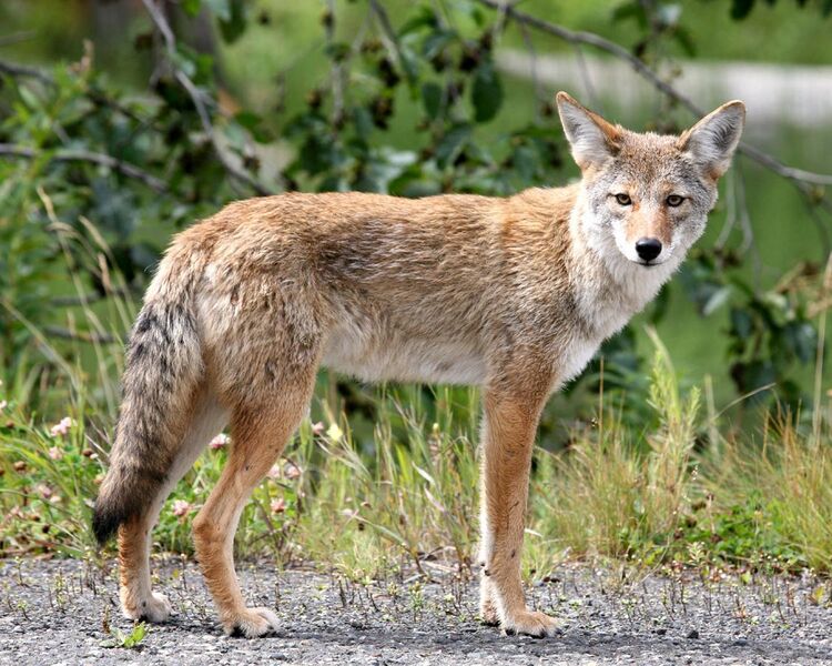 File:Coyote in Alaska.jpg