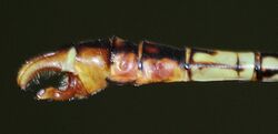 Crenigomphus hartmanni abdomen 2014 02 21.JPG
