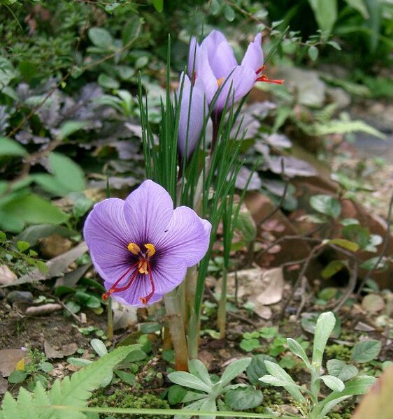 File:Crocus sativus1.jpg