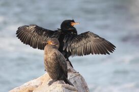 Crowned Cormorant imported from iNaturalist photo 15785149.jpg