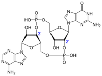 Cyclic guanosine monophosphate-adenosine monophosphate.svg