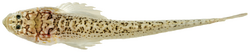 Dactyloscopus tridigitatus - pone.0010676.g140.png