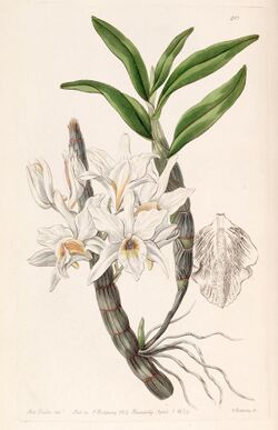 Dendrobium heterocarpum (as Dendrobium aureum var. pallidum) - Edwards vol 25 (NS 2) pl 20 (1839).jpg