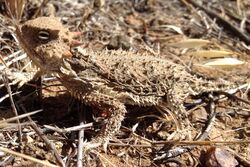 Desert Horned Lizard.jpg