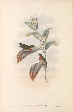 Dicaeum pectorale - The Birds of New Guinea.jpg