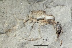 Dolichoderus vectensis BMNHP9198 close up.jpg
