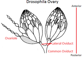 Drawing of a fruit-fly ovary