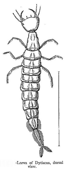 DytiscusLarva.jpg