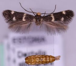 Elachista luticomella.JPG