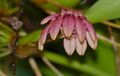 Epiphytic Orchid (Bulbophyllum pulchellum) (23033427699).jpg
