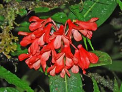 Ericaceae - Rhododendron crassifolium.jpg