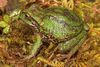 Gastrotheca excubitor.jpg