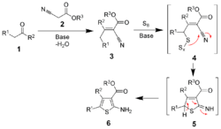 Gewald Reaction Mechanism.png