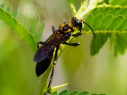 Golden rein wasp female (28397428237).jpg