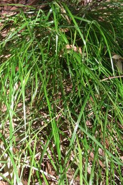 Grass Lane Cove River.JPG