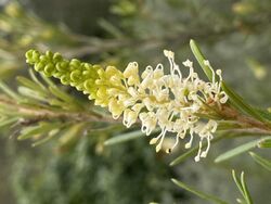 Grevillea trachytheca flower.jpg