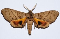 Hawk Moth (Gynoeryx meander) (8561776167).jpg