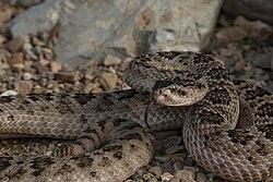 Huamantlan Rattlesnake without red coloration.jpg