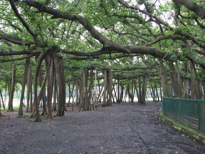 File:India - Kolkata - 11 - Great Banyan Tree (2798684535).jpg