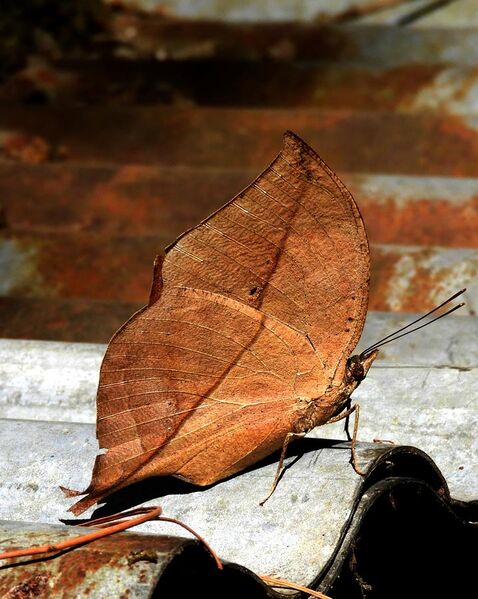 File:Indian oakleaf or dead leaf DSCN2192 11.jpg