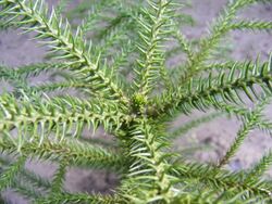 Juvenile Araucaria Sapling.jpg