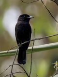 Knipolegus orenocensis - Riverside tyrant (male); Marchantaria island, Iranduba, Amazonas, Brazil.jpg