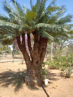 Kolar cycas.jpg