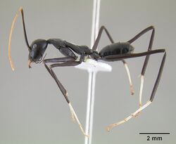 Leptomyrmex unicolor casent0127081 profile 2.jpg