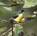 Lina's Sunbird.jpg