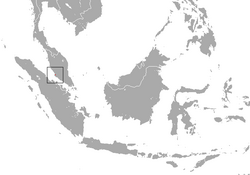Malayan Roundleaf Bat area.png