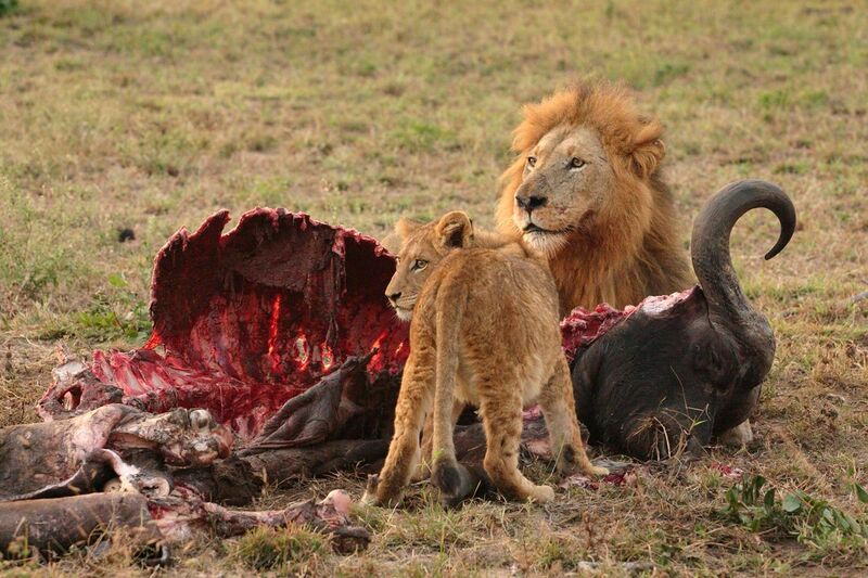 File:Male Lion and Cub Chitwa South Africa Luca Galuzzi 2004.JPG