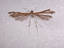 Megalorhipida leucodactyla 2.jpg