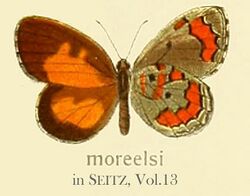 Moreelsi inSeitzVol13.jpg