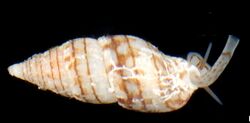 Nassa tuamotuensis 001.jpg