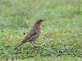 Naumans Thrush 6805.jpg