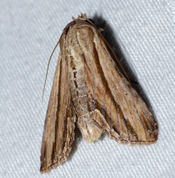 Noctuid Moth (Aegilia describens) (15858952286).jpg