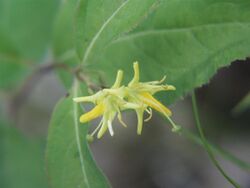 Northern bush honeysuckle.jpg