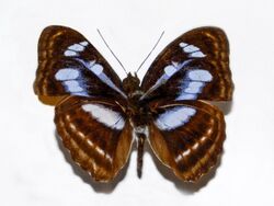 Nymphalidae - Athyma glora.JPG