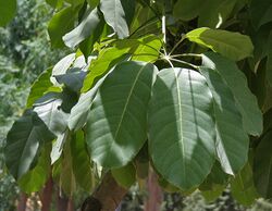 Octopus Tree (Schefflera actinophylla) leaves at Hyderabad, AP W 285.jpg