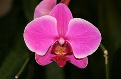 Orchid Phalaenopsis hybrid.jpg