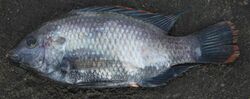 Oreochromis rukwaensis.jpg