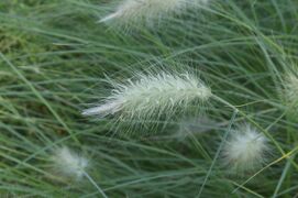 A feathery inflorescence of dense spikelets