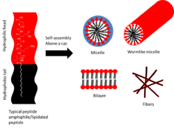 Peptide amphiphiles possible structures simplified scheme.png