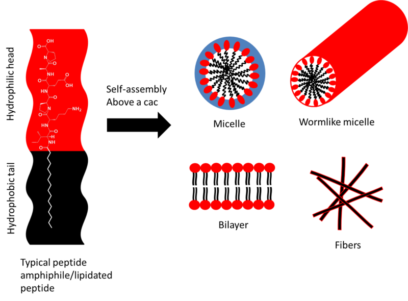 File:Peptide amphiphiles possible structures simplified scheme.png
