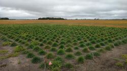 Perennial Ryegrass Nursery.jpg