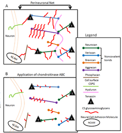Perineuronal nets and chondroitinase ABC (large).png
